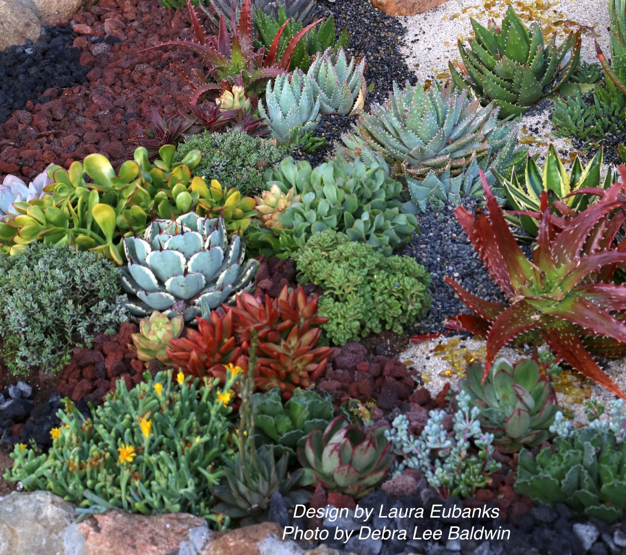 Succulent Garden Debra Lee Baldwin