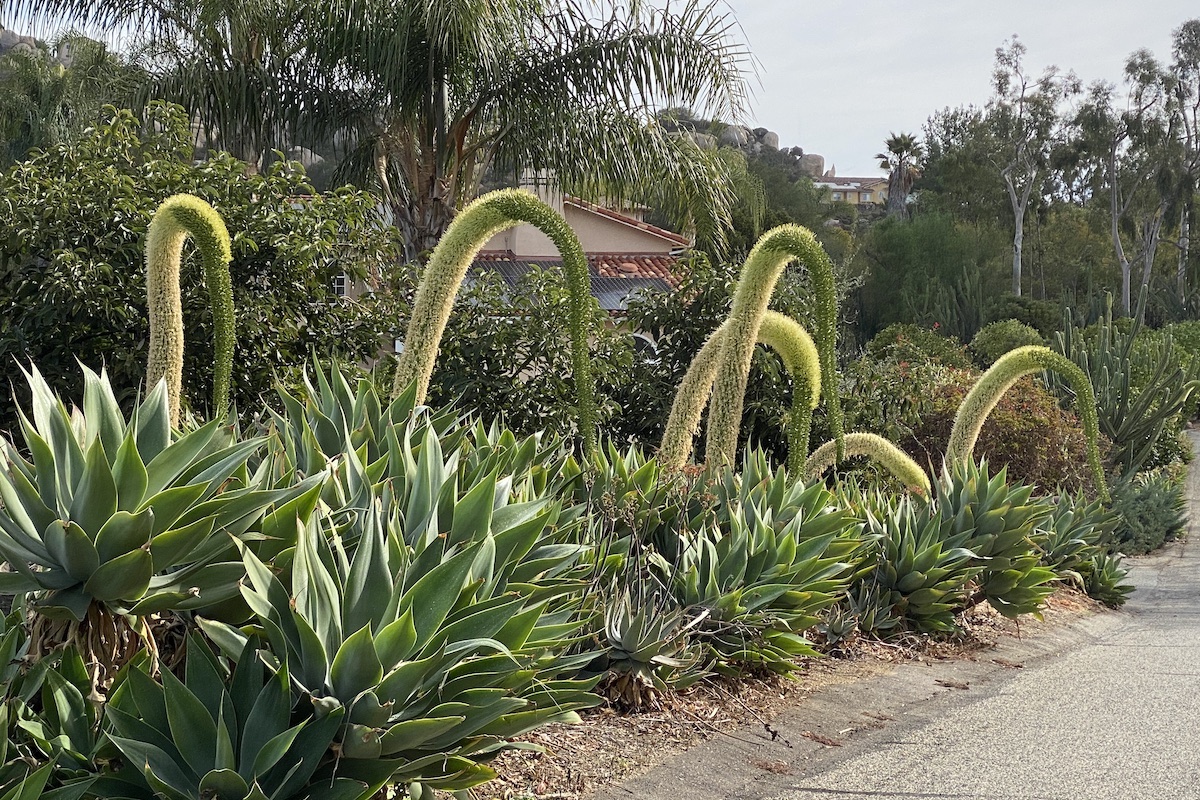 Your Agave's BloomingNow What? Debra Lee Baldwin