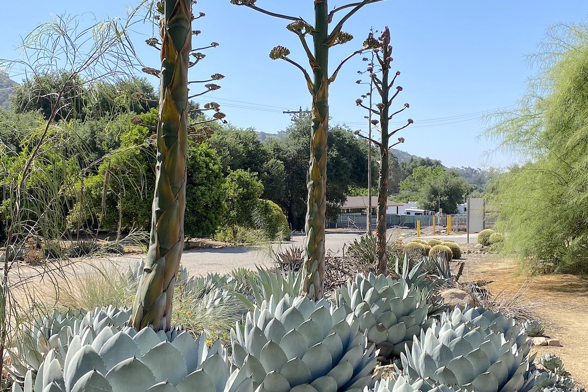 Your Agave's BloomingNow What? Debra Lee Baldwin