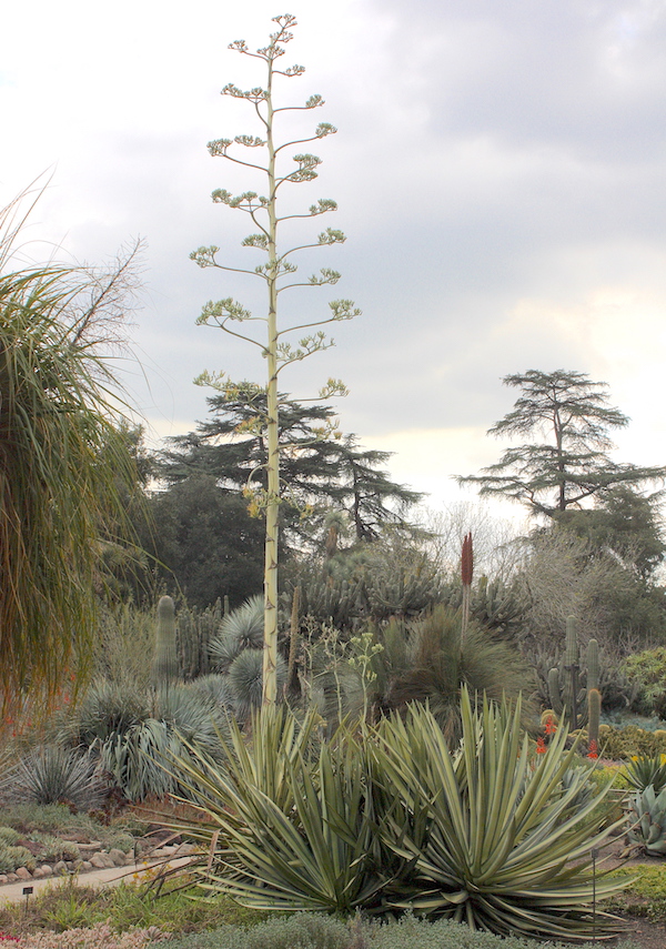 Agave Flower Stalk Best Flower Site