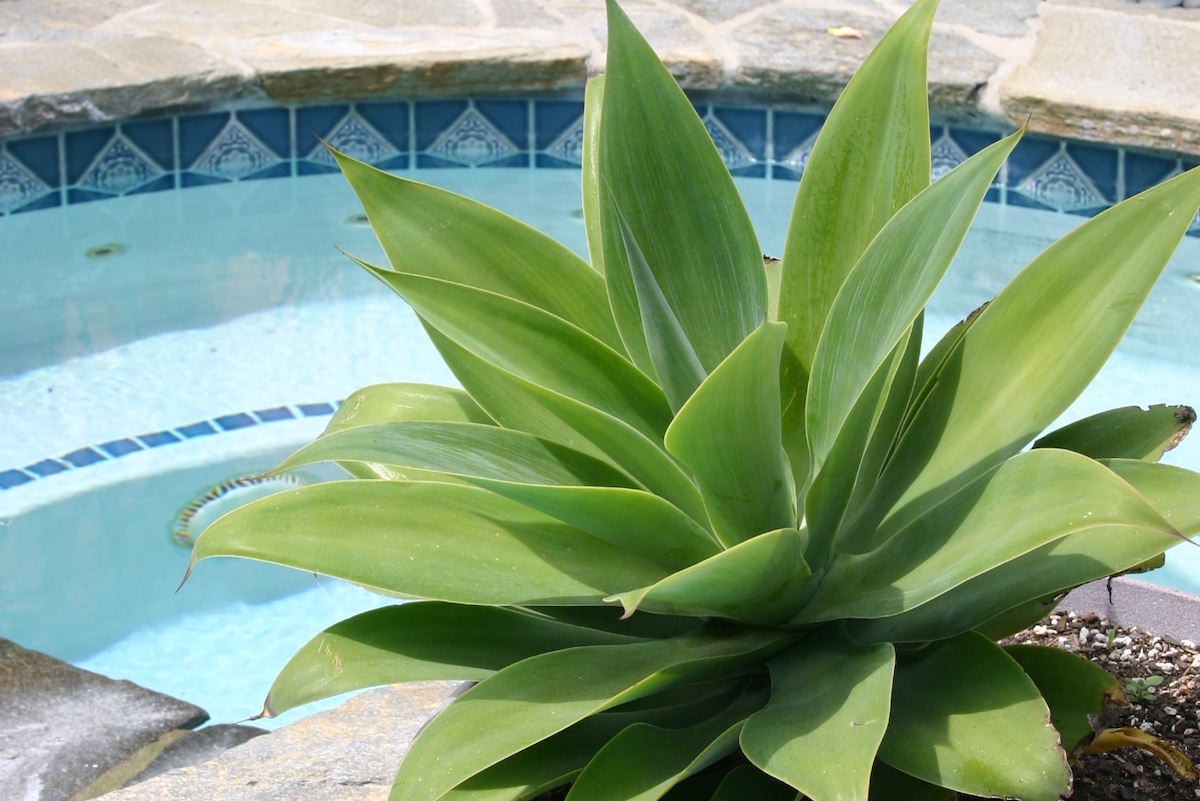 Is Aeonium Toxic To Dogs