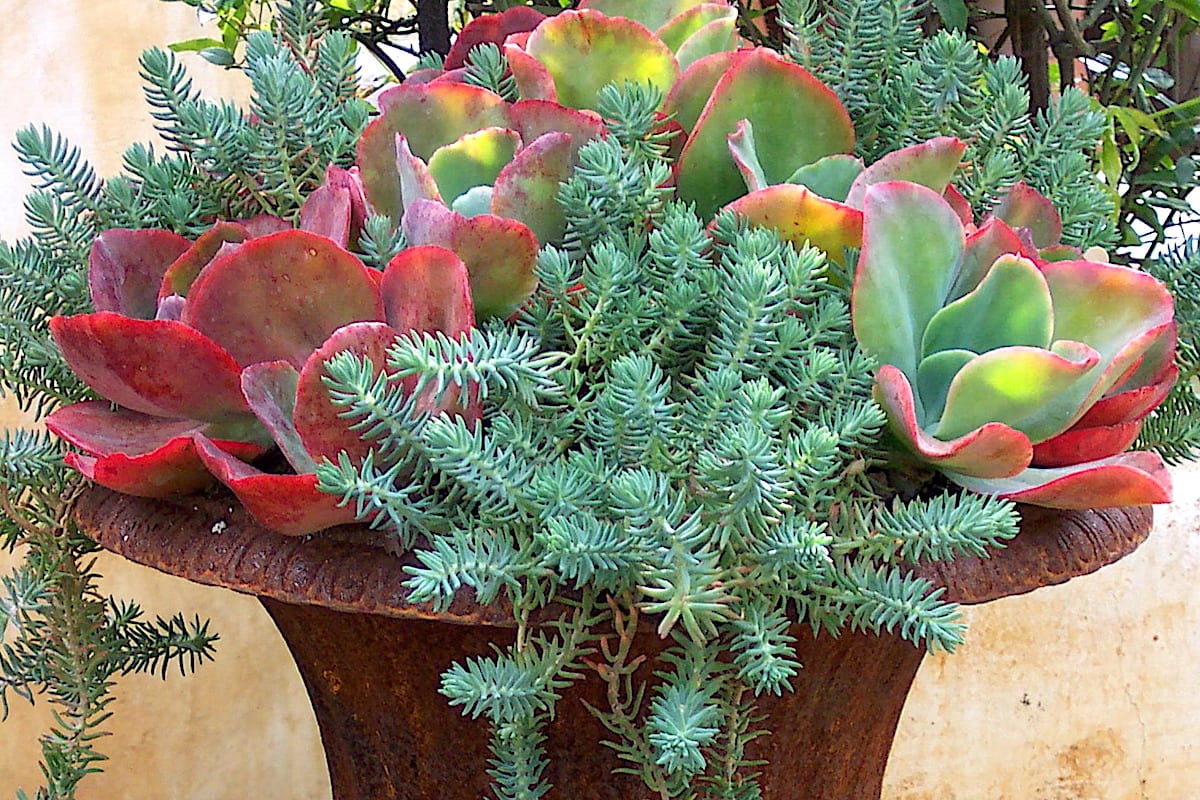 Succulent Container Design Tips, Tricks & Inspiration Debra Lee