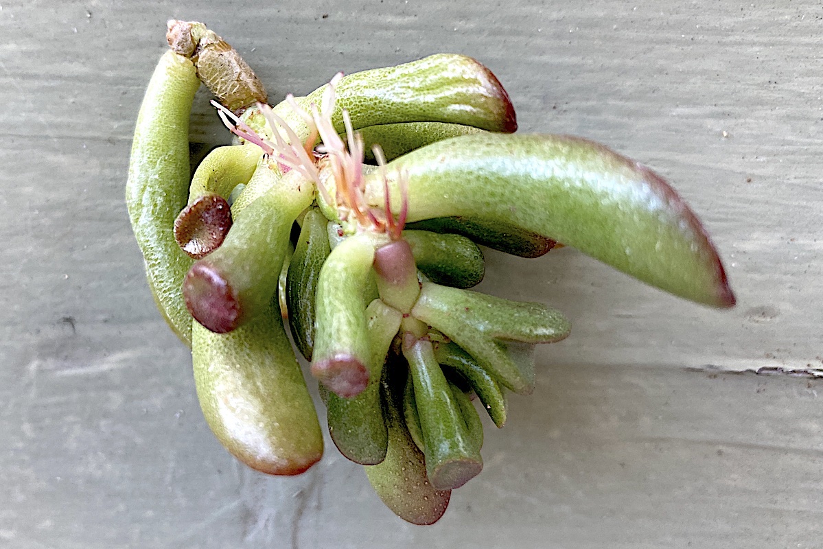 How and Why Jades Prune Themselves Debra Lee Baldwin