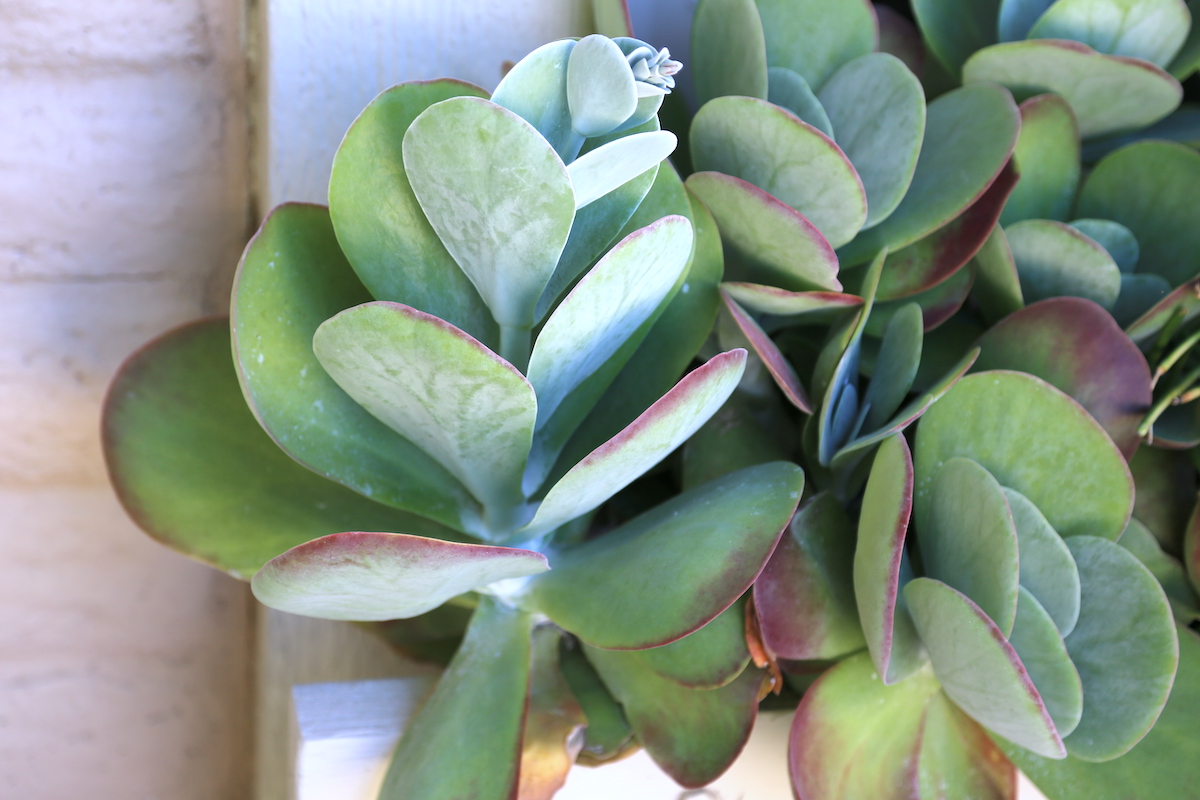 Are Your Succulents Well Stressed? 50 BeforeandAfters Debra Lee Baldwin