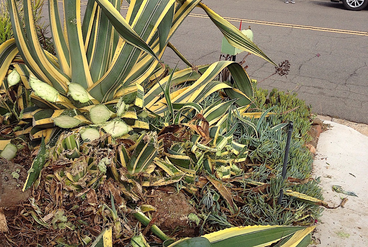 Agave Dermatitis How harmful is agave sap? Are you susceptible