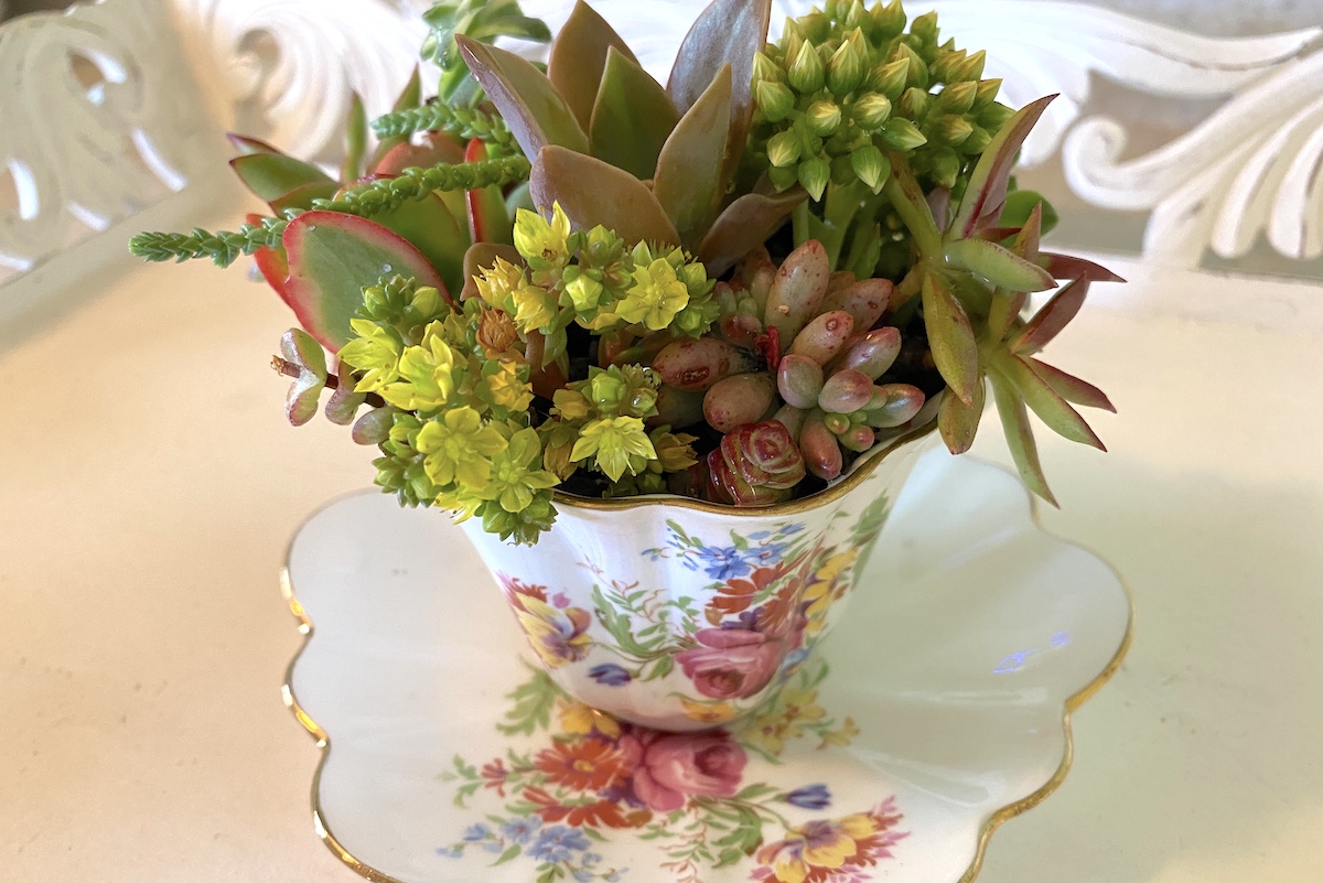 Make Succulent Teacup Gardens Debra Lee Baldwin