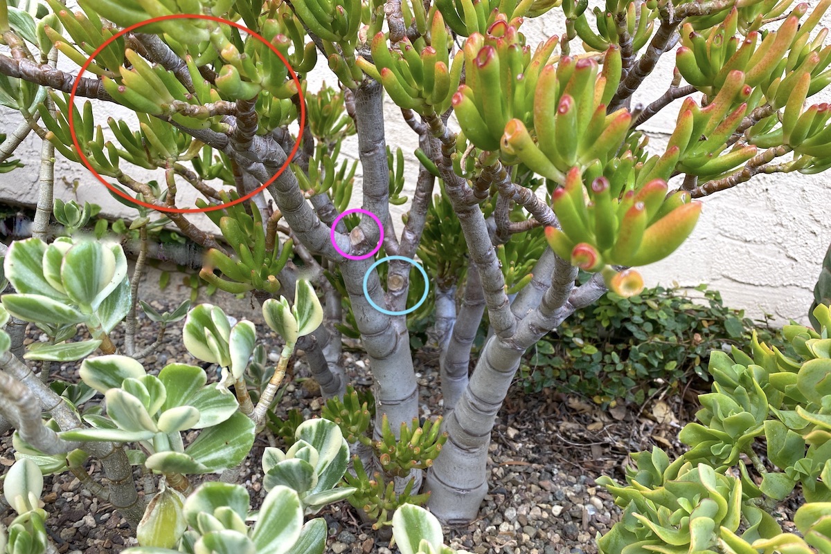 How and Why Jades Prune Themselves Debra Lee Baldwin