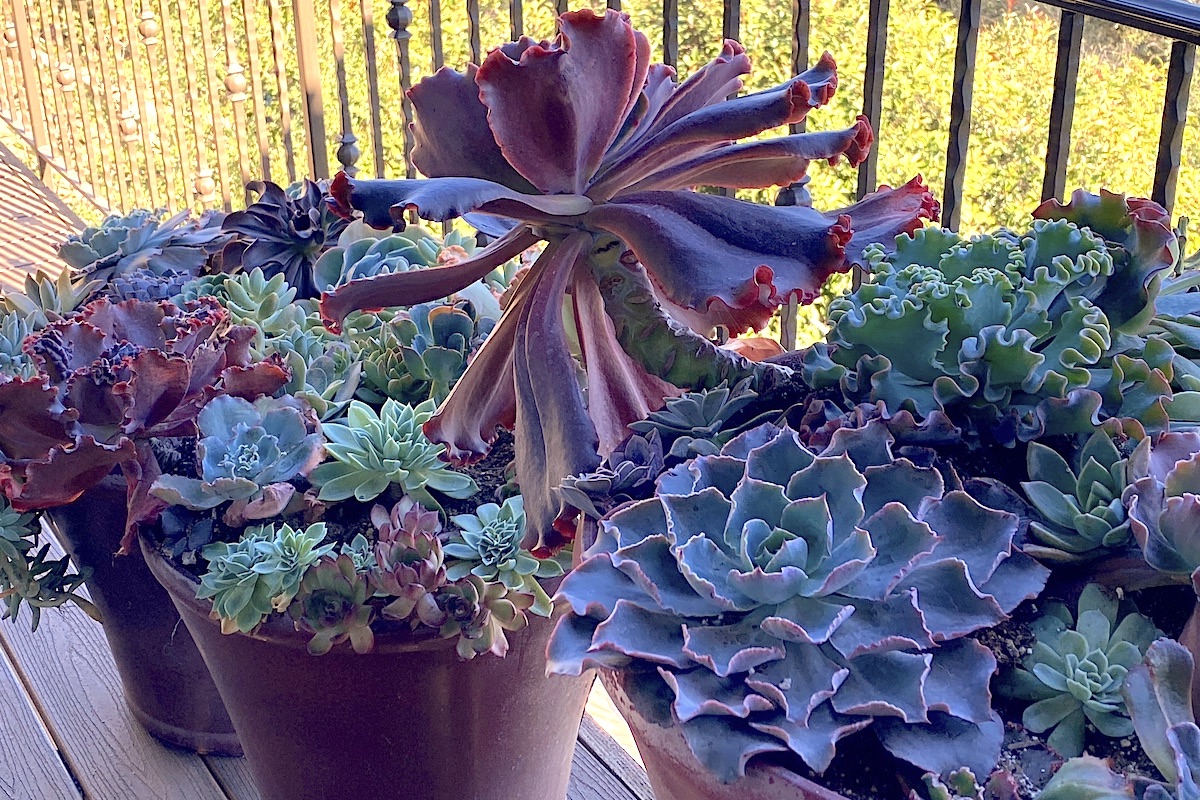 Refresh Your Echeveria Garden Debra Lee Baldwin