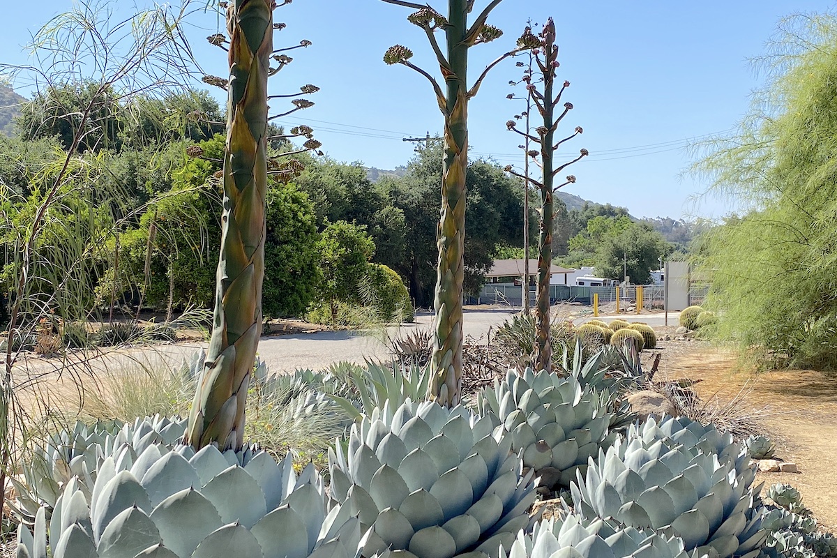 Your Agave's BloomingNow What? Debra Lee Baldwin