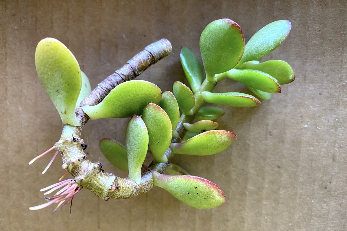 Propagation What Your Succulents Want You to Know Debra Lee Baldwin
