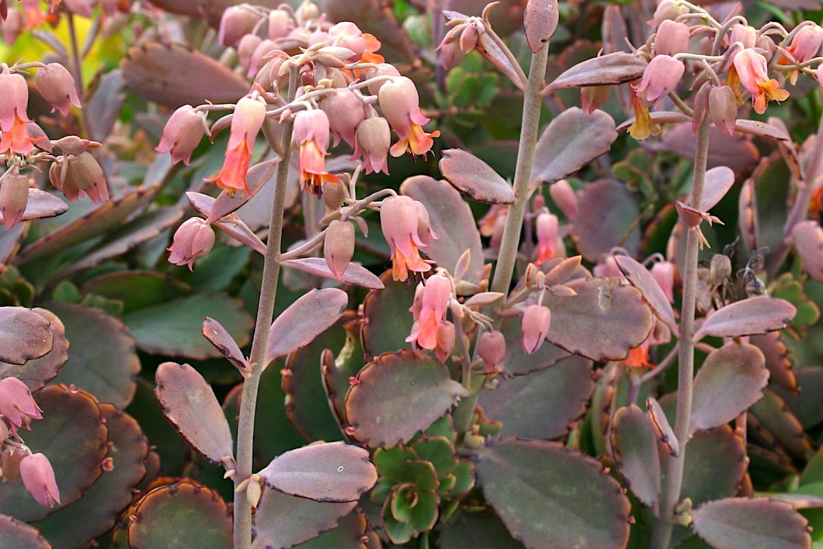 Types of Kalanchoes Details, Photos & Varieties Debra Lee Baldwin