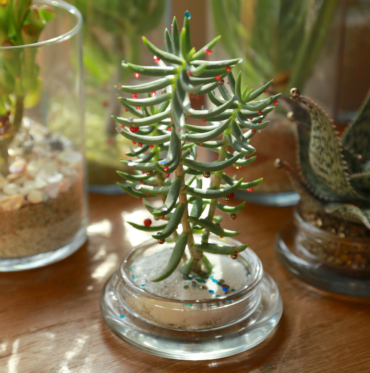 Grow Versatile "Mini Pine Tree" Crassula Debra Lee Baldwin