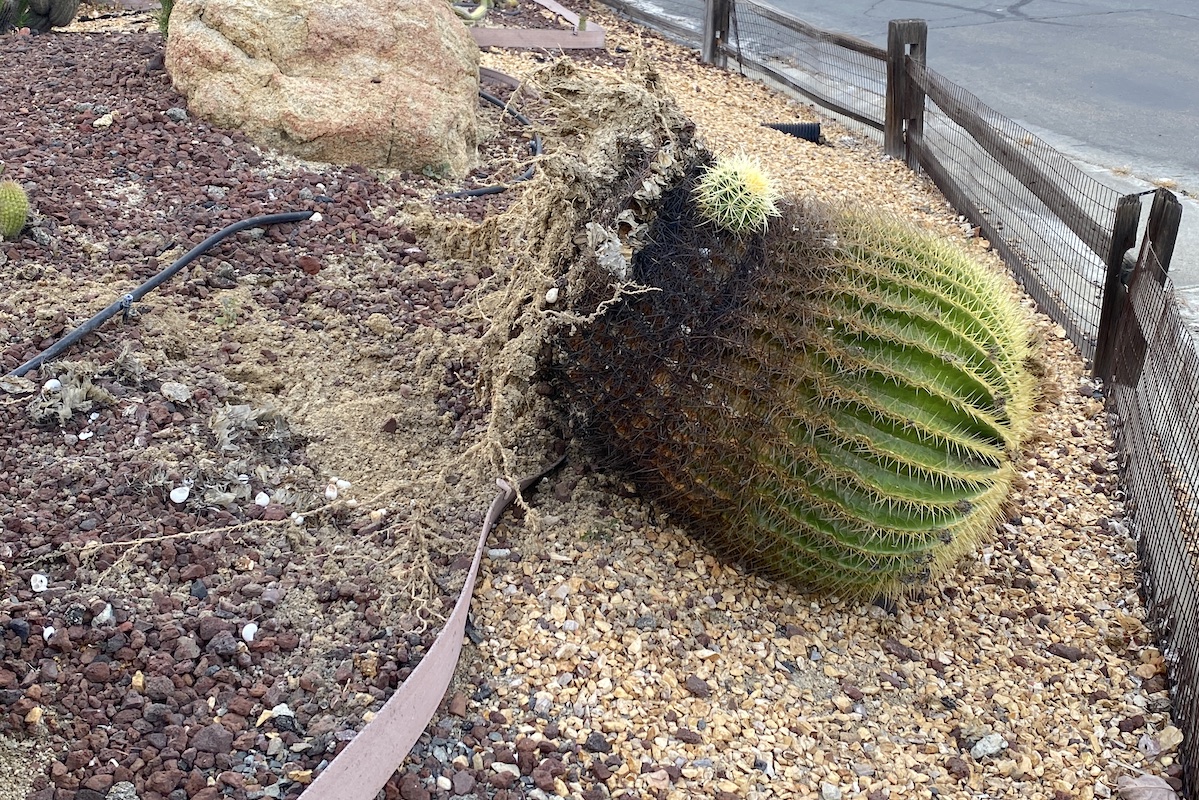 Succulents, Succulent Garden Design & Expert Succulent Advice Debra