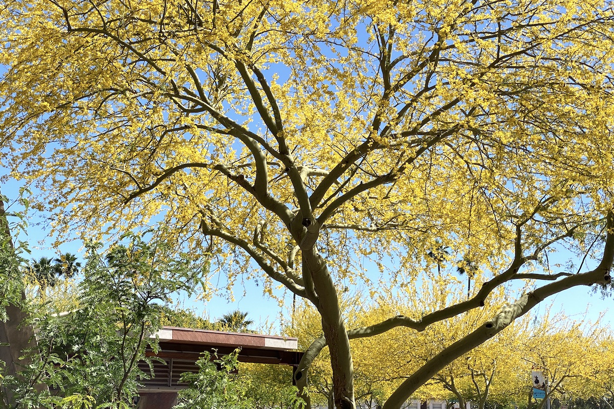 Great Plants and Ideas from Arizona Gardens LaptrinhX / News