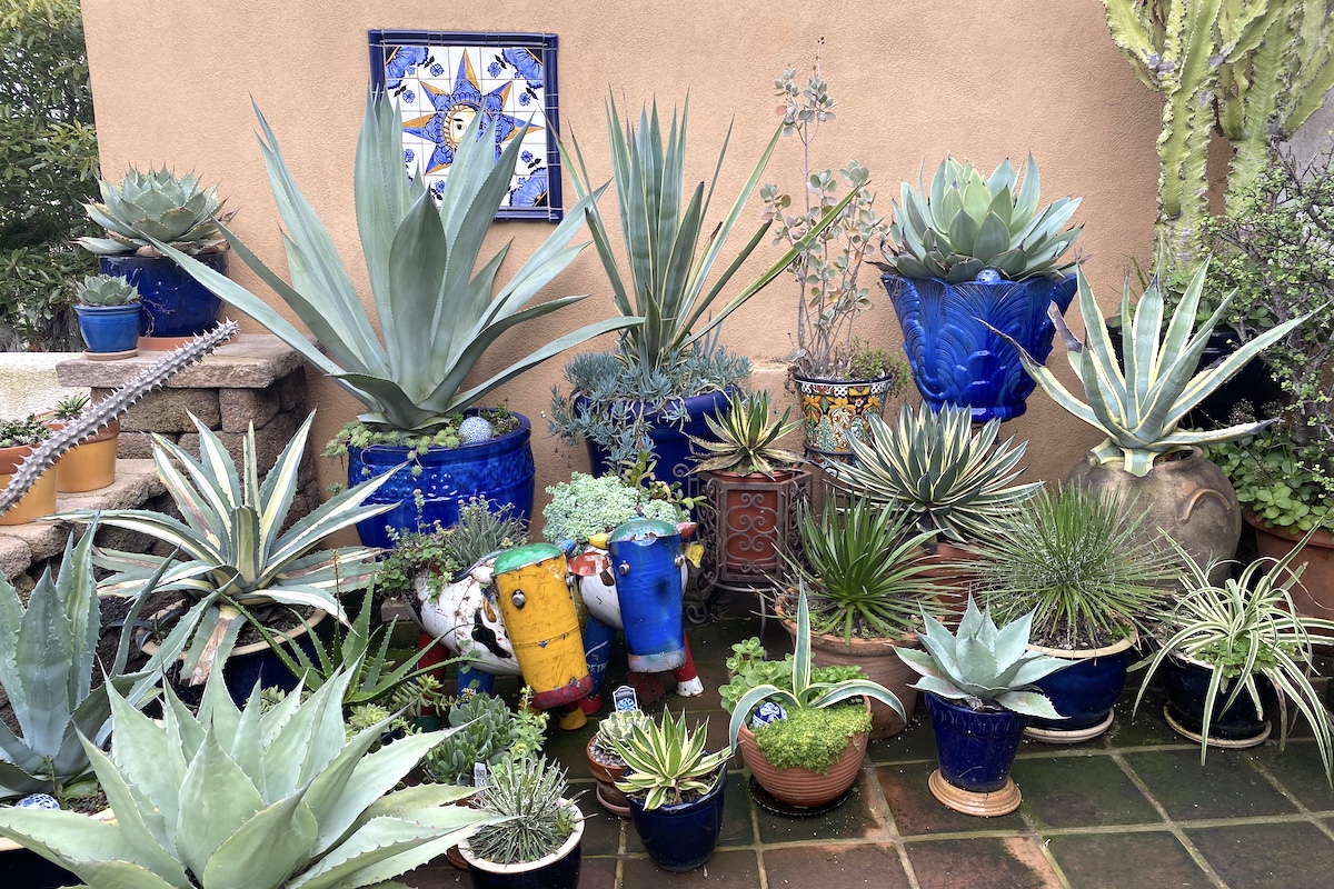 Potted agave collection Debra Lee Baldwin