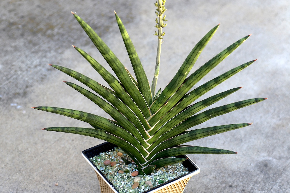 Which Shade Succulents Are Best for You? Debra Lee Baldwin Which Shade Succulents Are Best for You? Debra Lee Baldwin