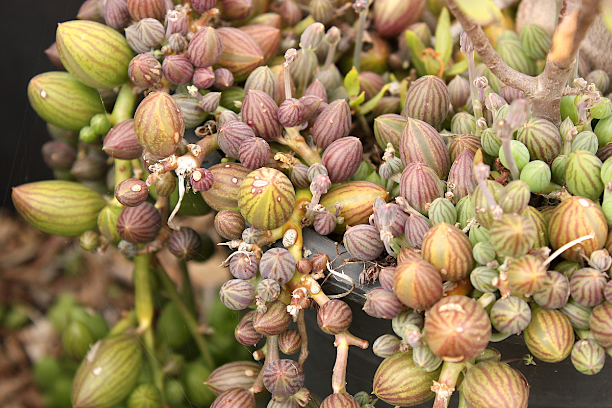 Senecio herreanus (String of Watermelons) Debra Lee Baldwin