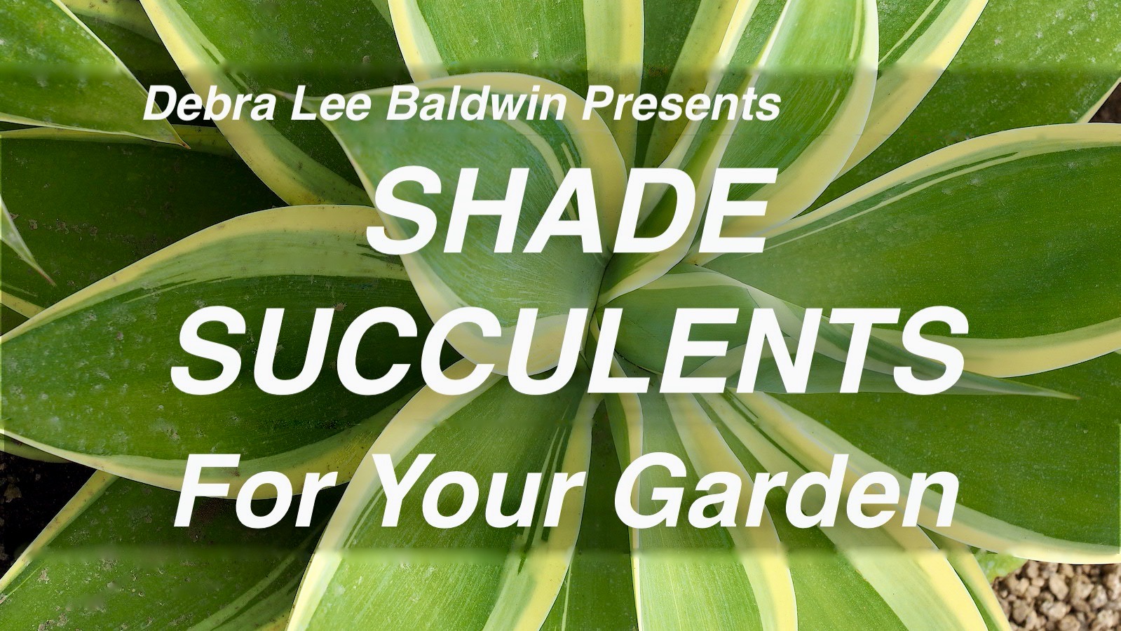 Which Shade Succulents Are Best for You? Debra Lee Baldwin
