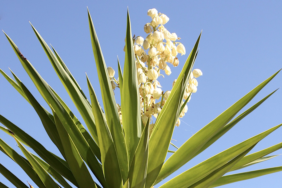 Yucca aloifolia (Spanish Debra Lee Baldwin