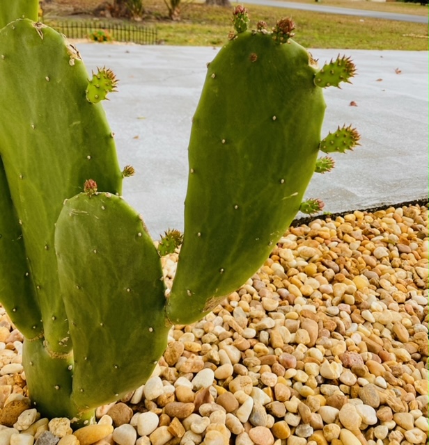 Why Grow Paddle Cacti? DLB's 16 Reasons Debra Lee Baldwin