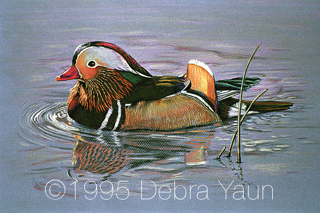 Mandarin Duck Debra Yaun