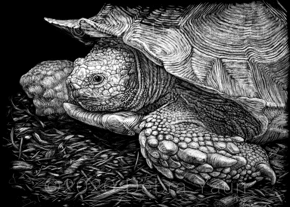 Turtle Debra Yaun Scratchboard