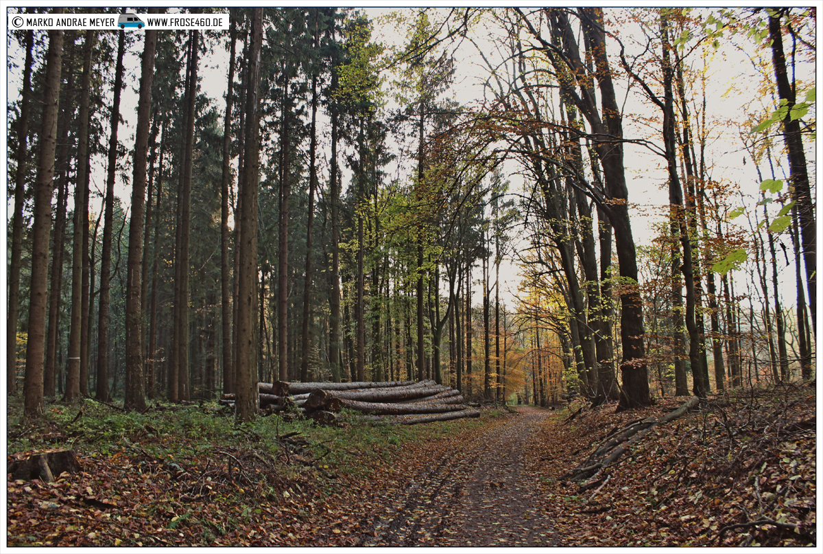 Hüttener Berge Wanderwege Wanderung durch den Brekendorfer Forst (Hüttener Berge) FROSE460