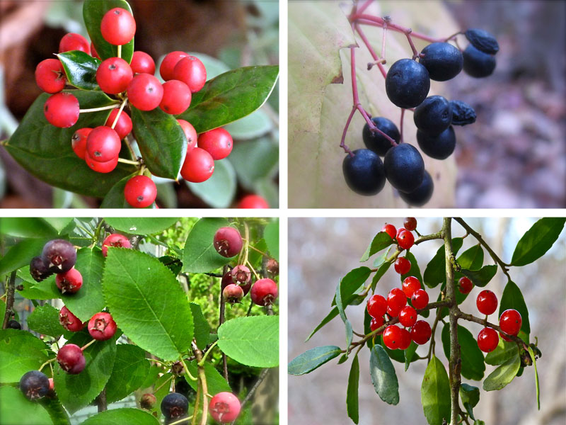Any extras from your berry patches or orchards can be tossed their way. Planting a Wildlife Habitat - Deb's Garden - Deb's Garden Blog