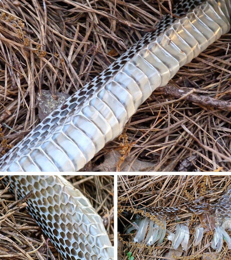 List 104+ Pictures Snake Shedding Skin Images Completed