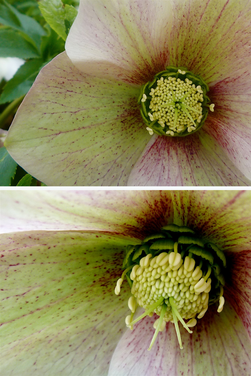 The Underworld of Hellebores Deb's Garden Deb's Garden Blog