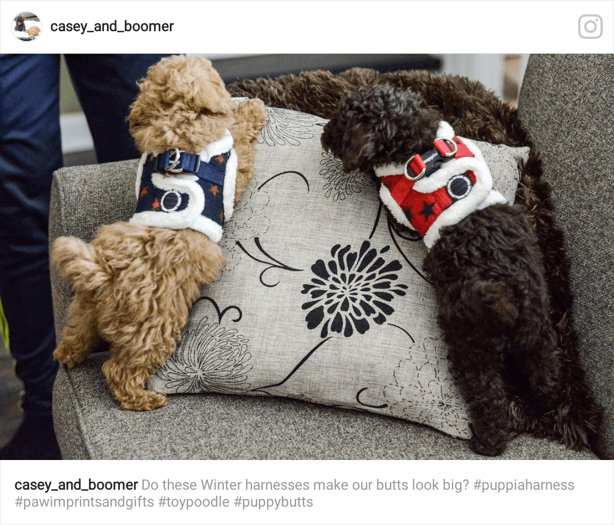 Toy Poodle Puppies Ontario Wow Blog