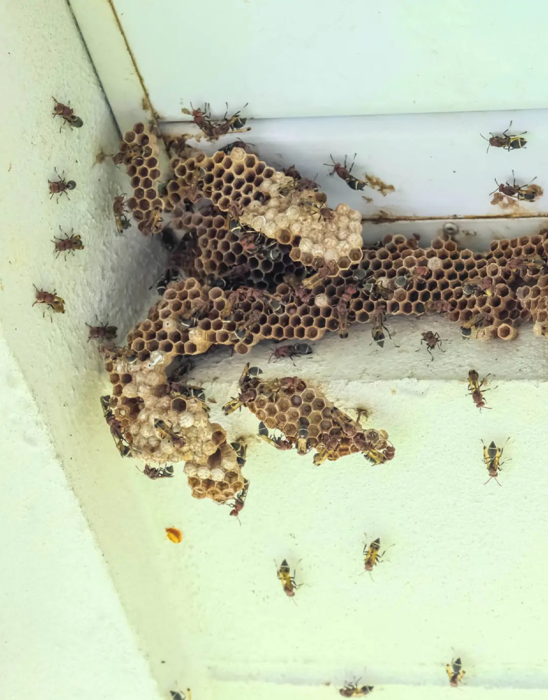 Best Beehive Removal Services in Abu Dhabi, Dubai and Shariah