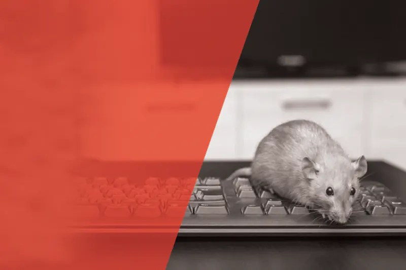 Rats Control Services Abu Dhabi Rodent Pest Control Dubai