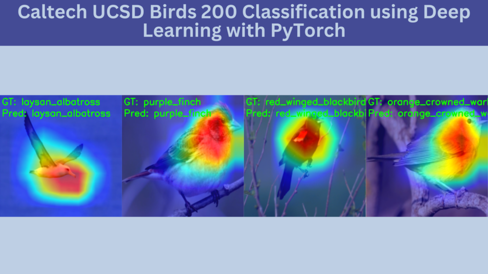 Bird species classification Archives DebuggerCafe