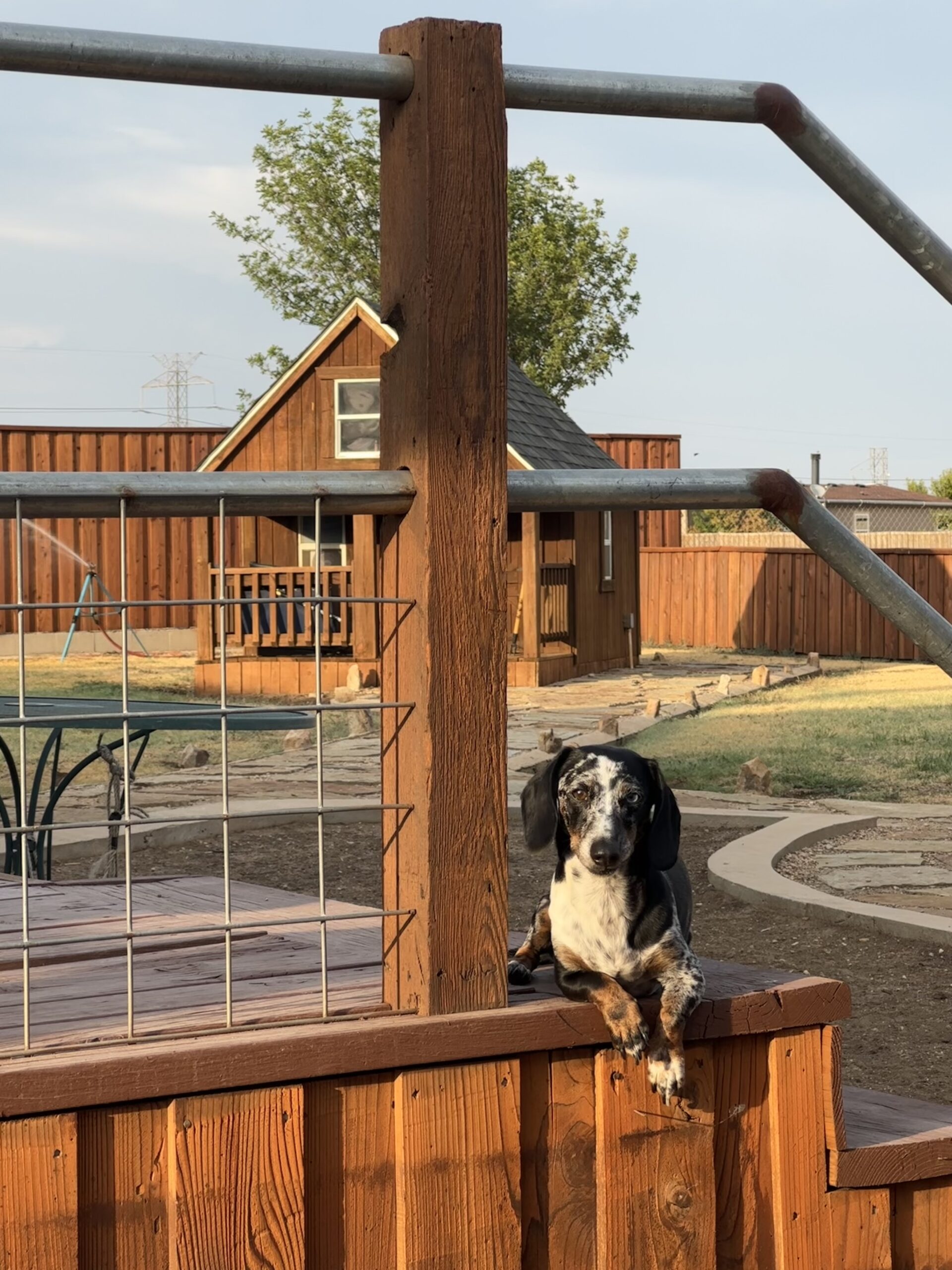 Decatur Veterinary Clinic Patient Gallery Vet Clinic In Decatur, Texas 76234