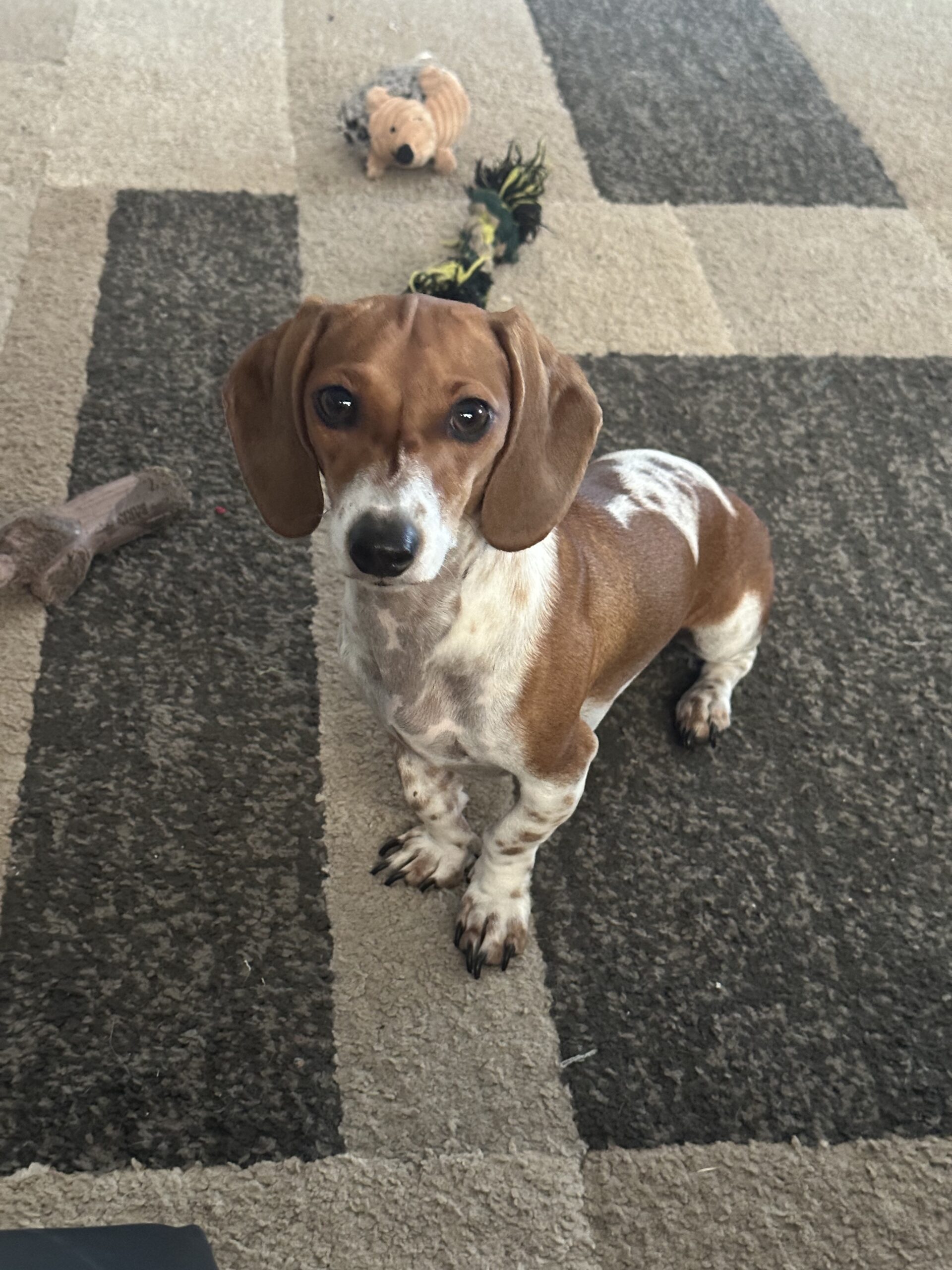 Decatur Veterinary Clinic Patient Gallery Vet Clinic In Decatur, Texas 76234