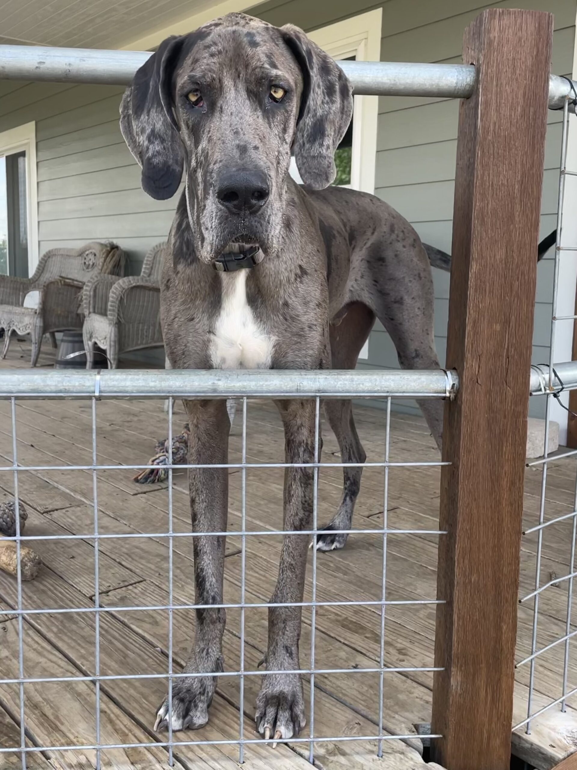 Decatur Veterinary Clinic Patient Gallery Vet Clinic In Decatur, Texas 76234