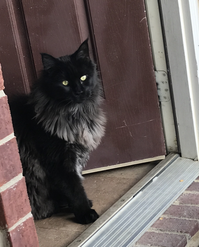 Decatur Veterinary Clinic Patient Gallery Vet Clinic In Decatur, Texas 76234