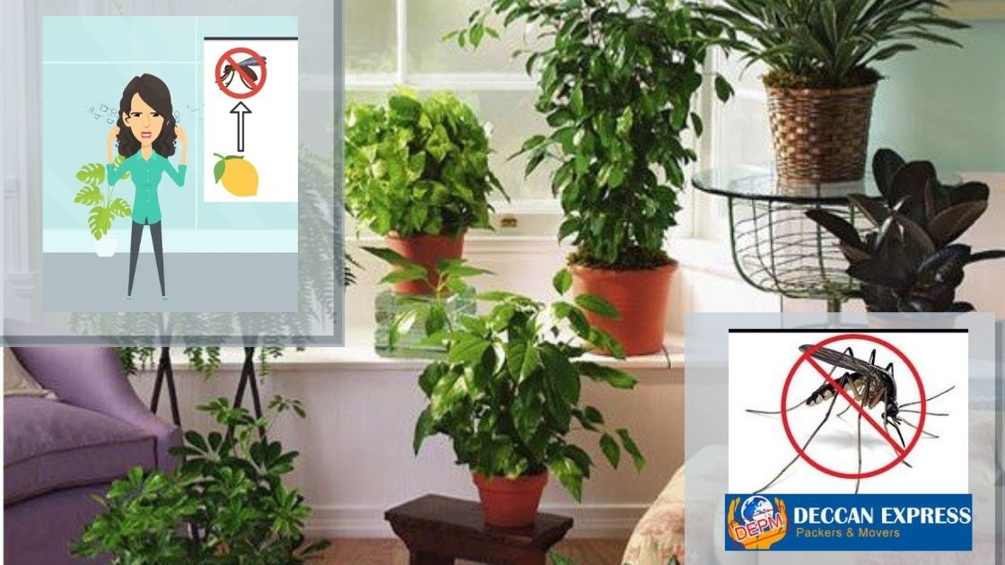 Top 10 Best Mosquito Repellent Plants for Home Natural Remedies