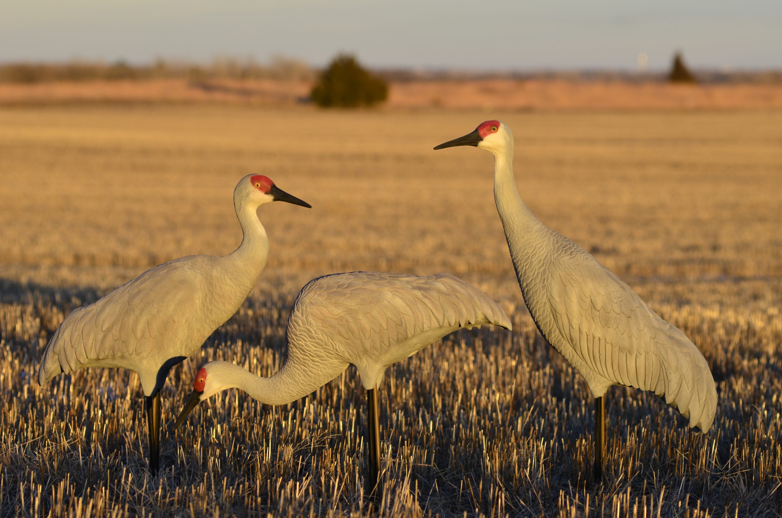 Sandhill Crane Decoys 3 packGoose DecoysTurkey DecoysUSA MADE DECOYS