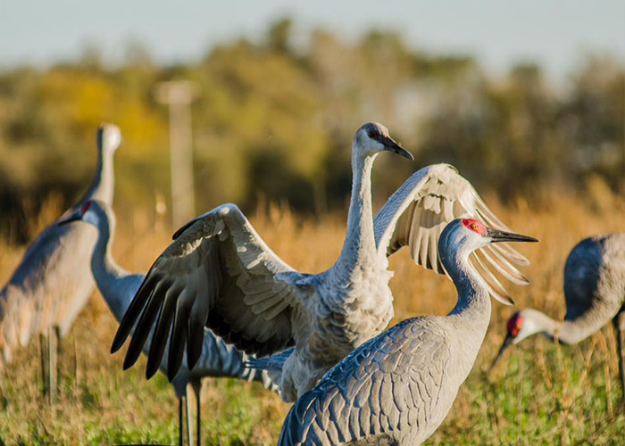 Sandhill Crane Decoys 3 packGoose DecoysTurkey DecoysUSA MADE DECOYS