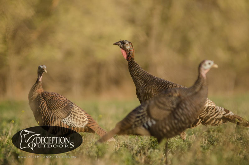 Deception Decoy CoDeception Turkey DecoysMiss PrissUSA