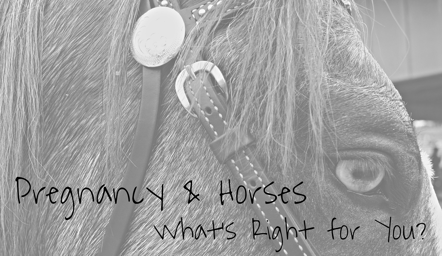 Pregnancy and Horses. What's right for you? Decidedly Equestrian