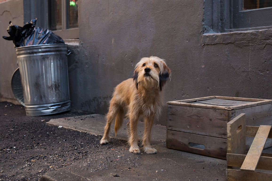 ‘Benji’ on Netflix The Adorable Dog Is The Best Actor In