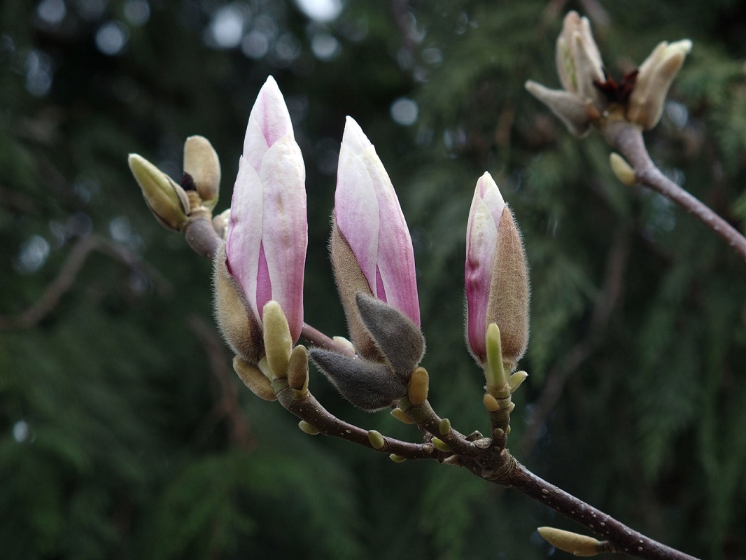 Righteousness & Praise Spring Forth decidingvoteblog