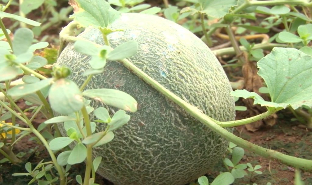 Agroexportaciones de melón, zapallo y sandía crecerán en 52 para la temporada 20212022