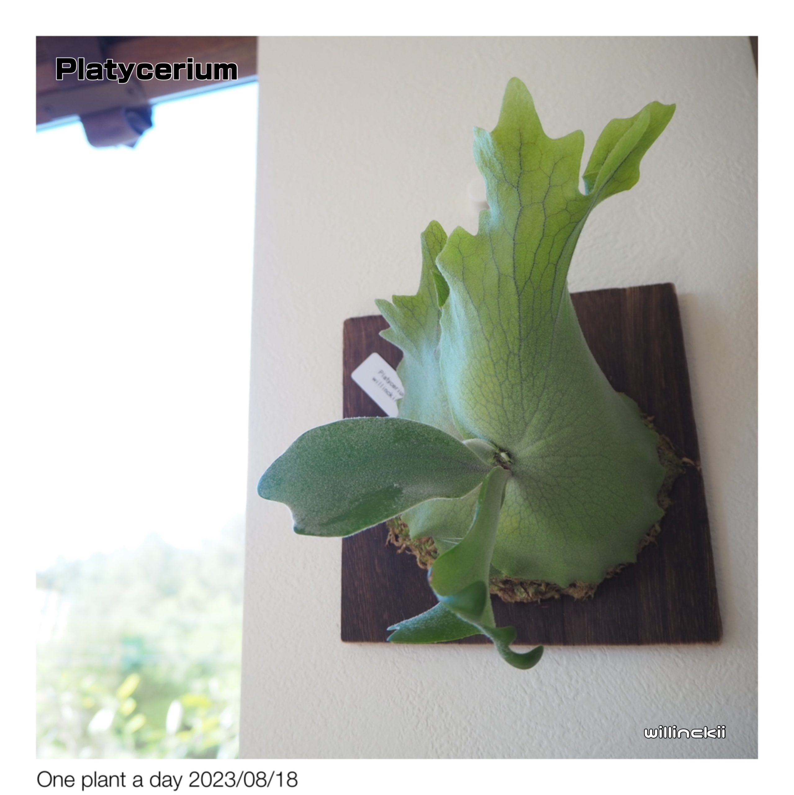 One plant a day Aug 2023 GARDEN DECKS KIYOTA