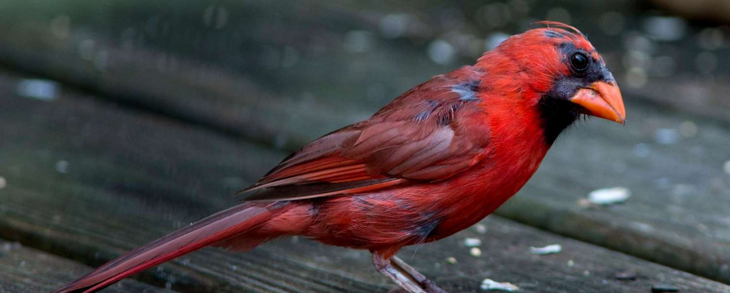 Keep Birds Away From Your Patio, Deck, Or Balcony With These Simple Tips - Deckseal