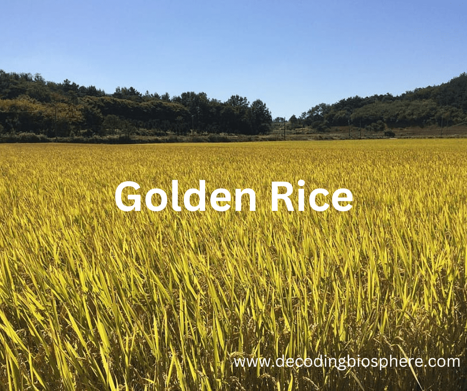 Golden Rice Advantages and Disadvantages Decoding Biosphere