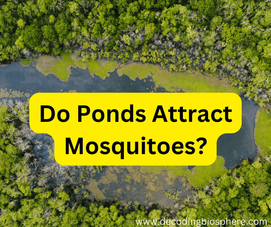 Do Ponds Attract Mosquitoes? Debunking the Myth and Understanding